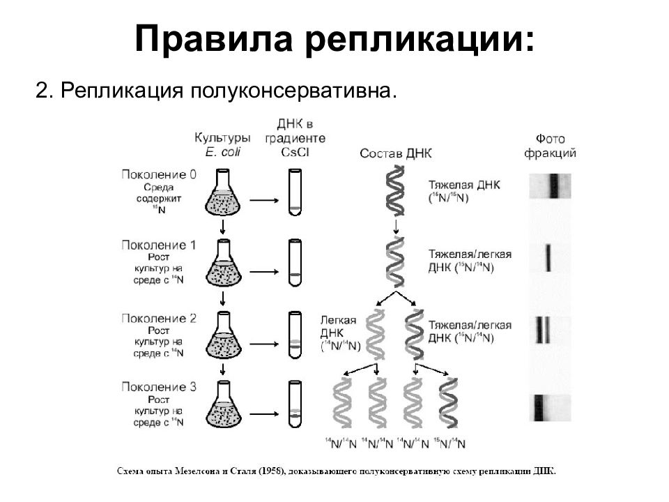 Рассмотрите рисунок 169 на котором представлена схема полуконсервативной репликации днк укажите