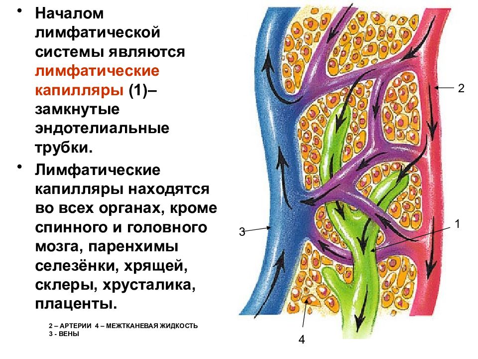 Лимфа это. Лимфа система. Лимфатическая система презентация. Лимфатические капилляры отсутствуют в. Лимфатические капилляры расположение в организме.