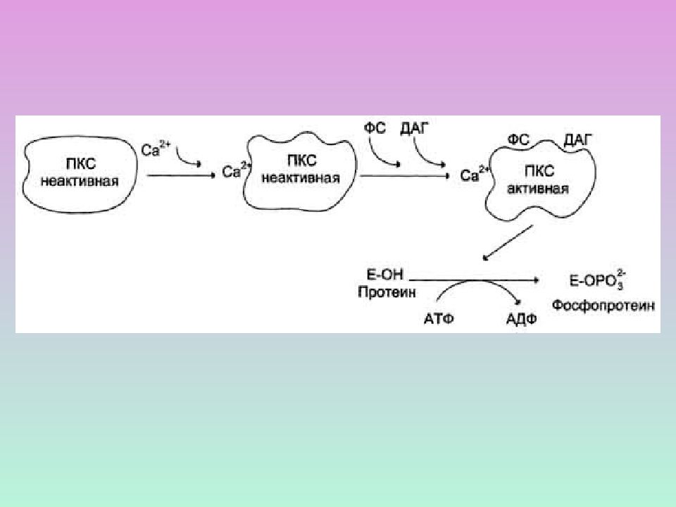 Атф зависимые. Циклические нуклеотиды кальций. Протеин в фосфопротеин. Протеин в фосфопротеин реакция. Белок фосфопротеин.
