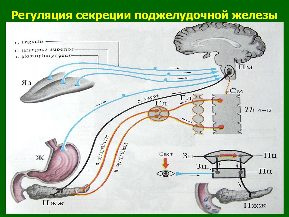 Регуляция желез. Секреция поджелудочной железы физиология схема. Механизмы регуляции поджелудочной секреции. Регуляция панкреатической секреции физиология. Фазы регуляции панкреатической секреции.