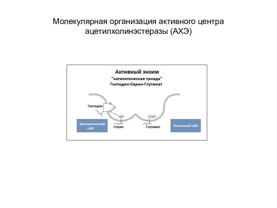 Средства влияющие на периферическую нервную систему. Схема активного центра ацетилхолинэстеразы. Молекулярная организация. Молекулярная организация активных. Механизм действия ацетилхолинэстеразы.