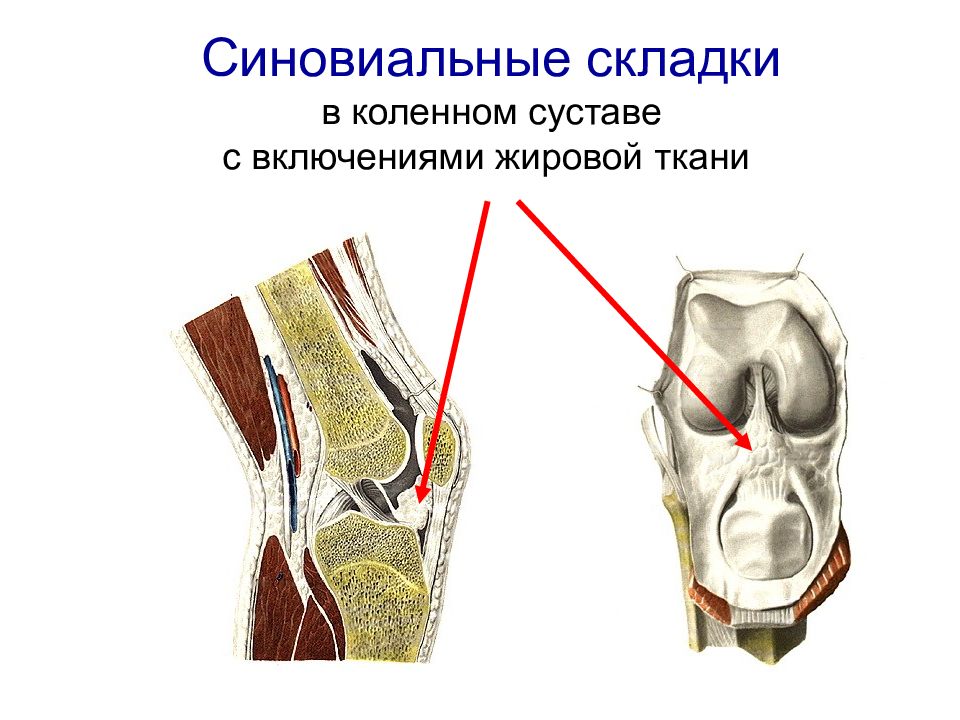 Презентация коленный сустав