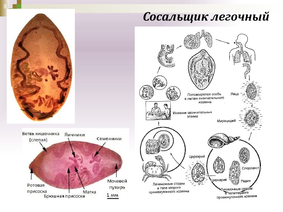 Жизненный цикл легочного сосальщика схема