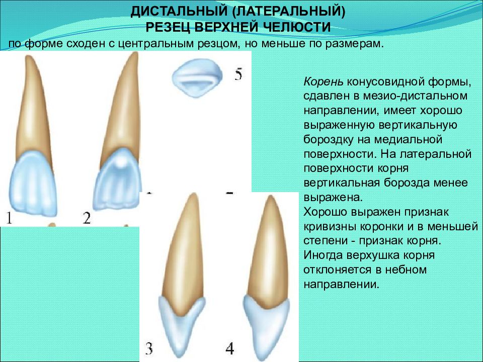 Резцы верхней челюсти. Анатомия зубов латеральный резец. Строение зуба резца сбоку. Латеральный резец верхней челюсти анатомия. Центральный медиальный резец верхней челюсти.