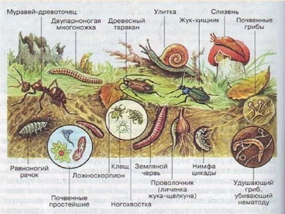 Животные организмы в почвенной среде