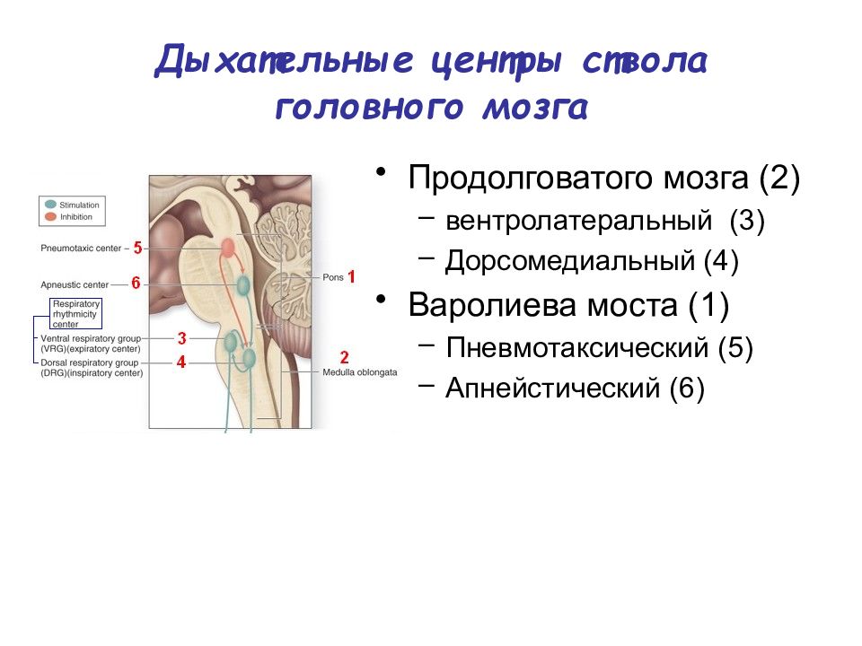 Дыхательный центр продолговатого мозга. Дыхательный центр ствола мозга. Дыхательный центр продолговатого мозга регулирует. Респираторные области ствола мозга. Дыхательный центр продолговатого мозга схема.