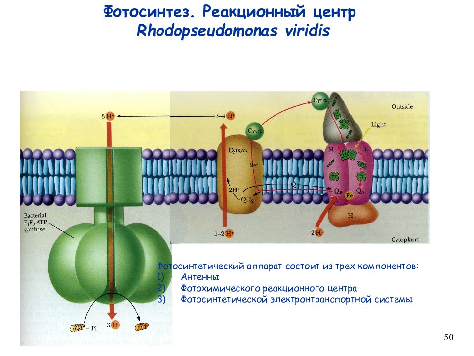 Реакционный центр фотосистемы