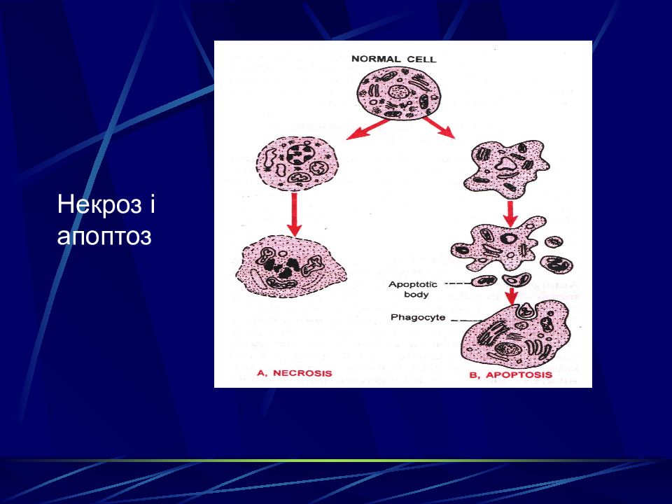 Презентация на тему некроз апоптоз