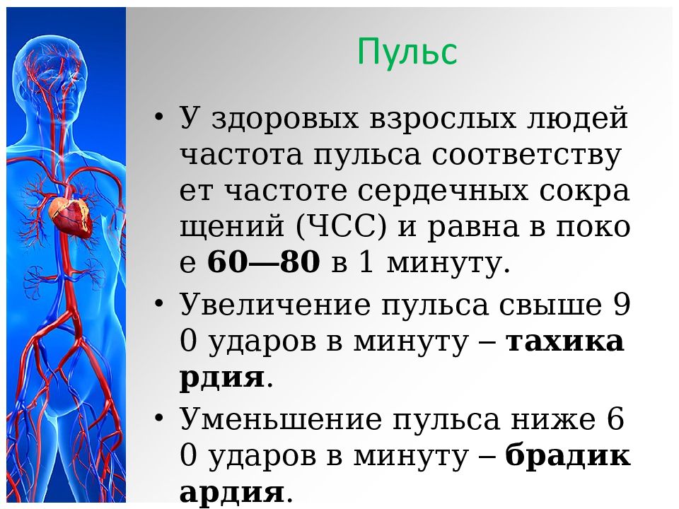 Сердечно сосудистая система презентация биология