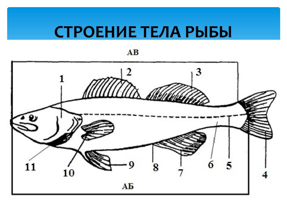 Рисунок внешнего строения. Внешнее строение рыб задание. Строение тела рыбы. Строение частей тела рыбы. Части рыбы схема.