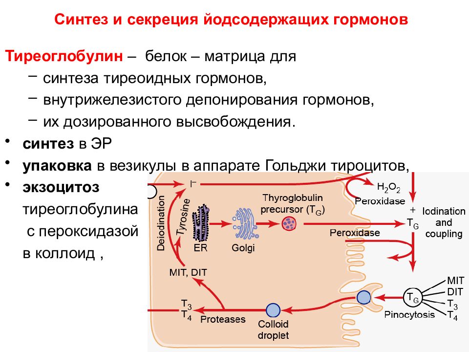 Гормоны щитовидной железы схема