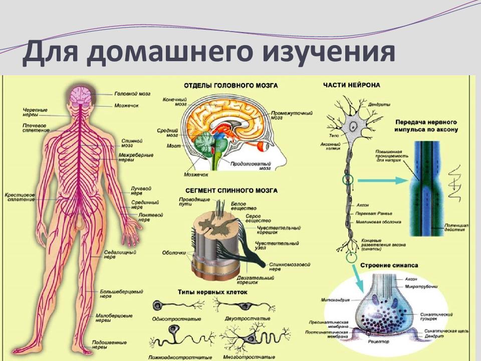 Схема системы человека