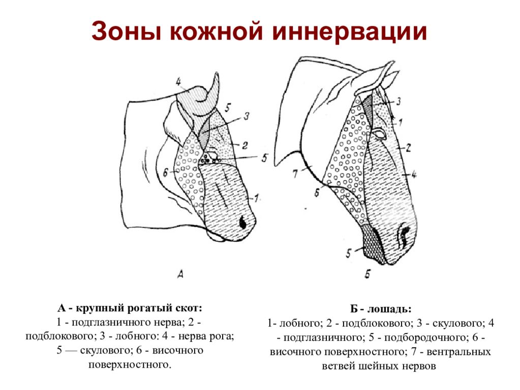 Зона кожи. Зоны кожной иннервации областей головы коровы. Блокада нервов головы КРС. Блокада нерва рога у КРС. Зоны кожной иннервации КРС.