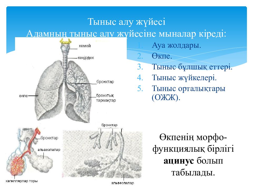 Тыныс алу жүйесі. Тыныс алу жолдары презентация. Тыныс алу 7 сынып презентация. Сыртқы тыныс алу презентация.