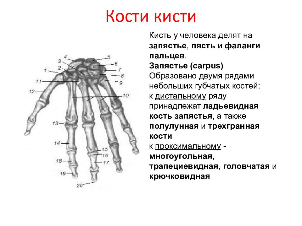 Соединения костей запястья. Кости кисти лучезапястный сустав анатомия. Кисть строение анатомия костей. Кисть анатомия гороховидная кость. Кости запястья анатомия проксимальный ряд.