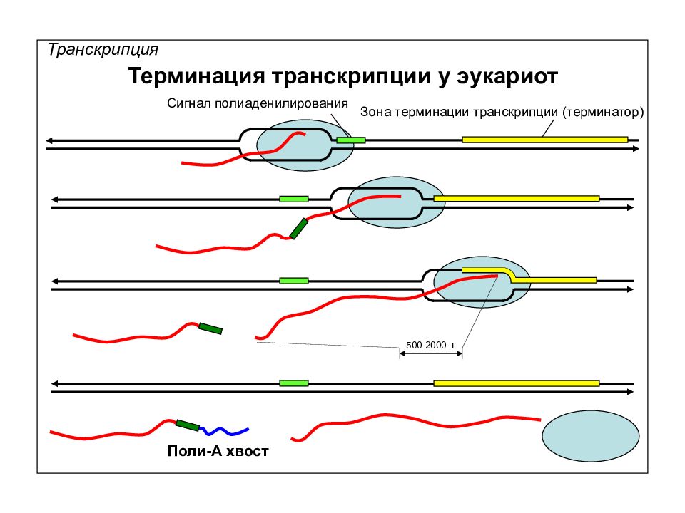 Терминация у эукариот. Терминация транскрипции у эукариот. Схема терминации транскрипции. Сайт терминации транскрипции у эукариот. Rho-зависимая/независимая терминация транскрипции.