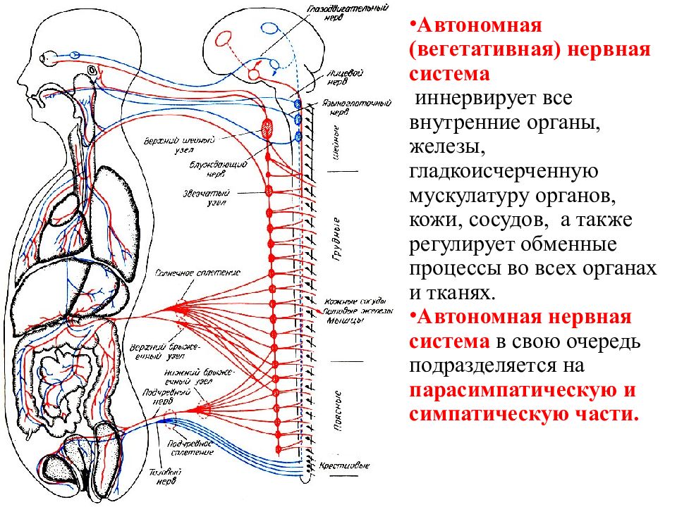 Сплетения периферической нервной системы. Периферическая нервная система сплетение человека чёрный белый. Хрящ в Солнечном сплетении. Что такое нервные сплетения в биологии 8 класс кратко.