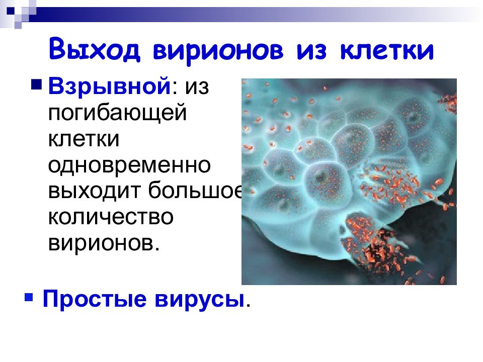 N клетки. Классификация клеток биология. Способы выхода вируса из клетки. Вирус выходит из клетки. Созревание вирионов и выход из клетки.