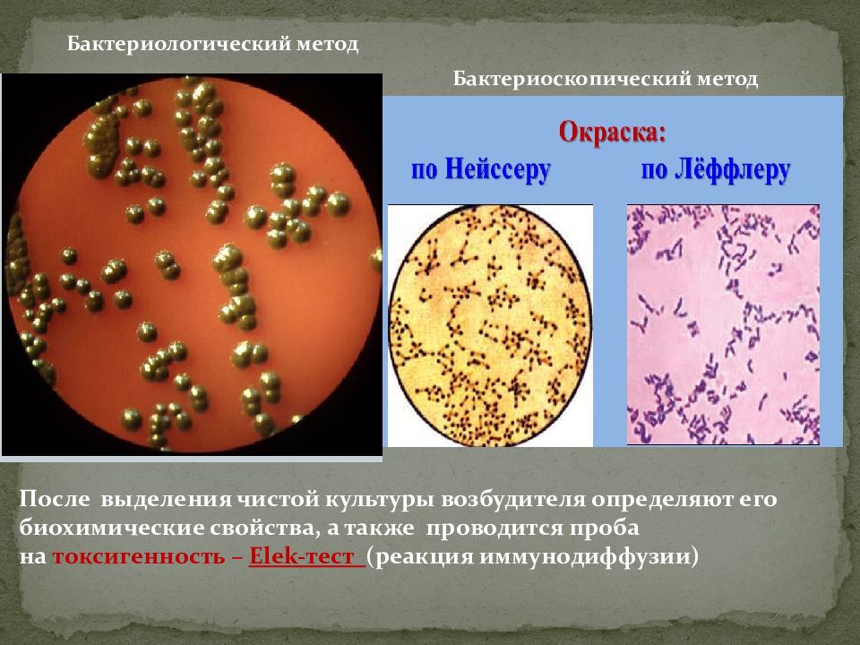 Дифтерия возбудитель. Морфология возбудителя дифтерии. Характеристика возбудителя дифтерии. Возбудитель дифтерии является паразитом. Возбудитель дифтерии кем был открыт.