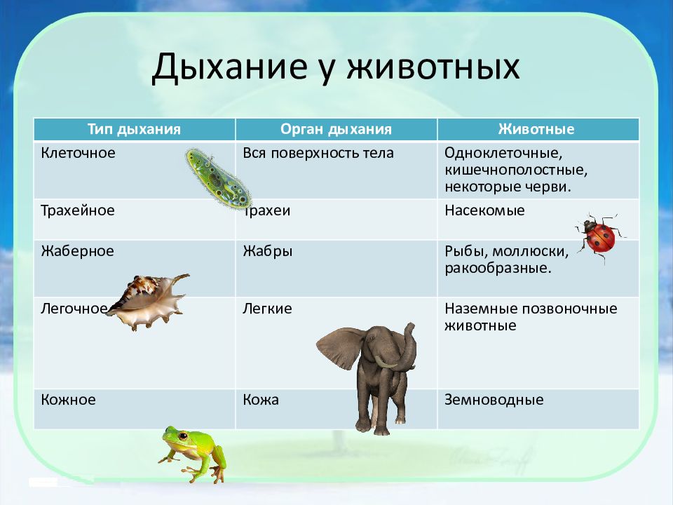 Эволюция беспозвоночных презентация