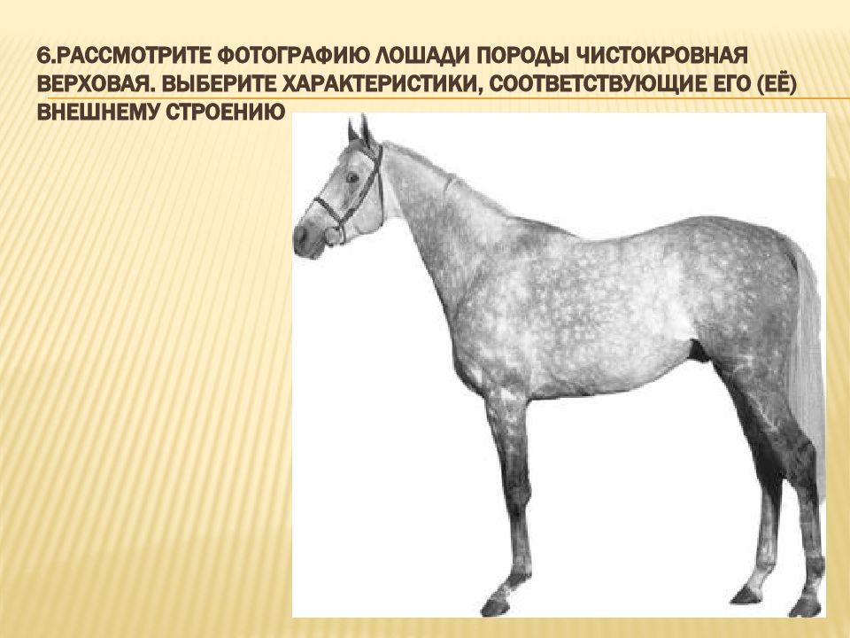 Рассмотрите фотографию серой с мелкими белыми пятнами лошади выберите характеристики соответствующие