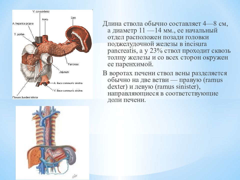 Воротная система печени