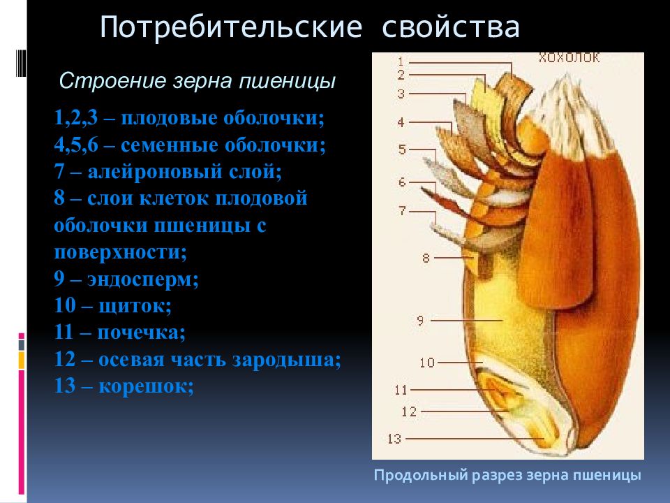 Рассмотрите рисунок продольного разреза зерновки пшеницы какие части зерновки обозначены цифрами 1 7