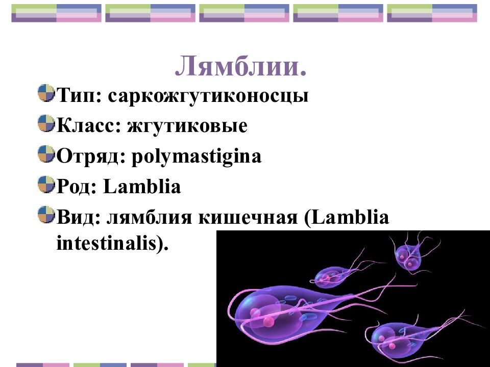 Лямблия тип. Лямблия систематика. Лямблия интестиналис Тип класс. Лямблия систематика на латыни. Лямблия интестиналис царство.