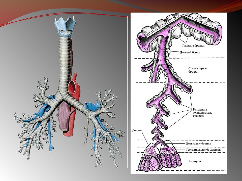 Бронхи система. Мульти бронх. Как выглядят бронхи.