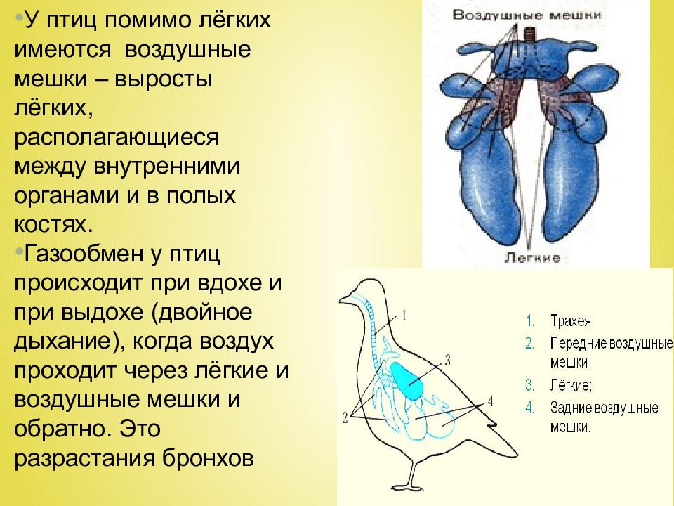 Кости птиц легкие в связи с тем. Двойная дыхательная система у птиц. Легкие птиц. Строение легких птиц. Эволюция дыхательной системы птиц.