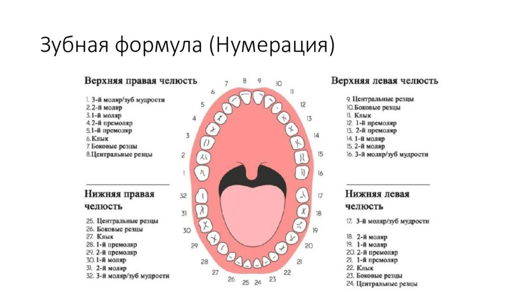 15 зуб. Зубы человека нумерация зубов. Нумерация зубов в стоматологии. Нумерация зубов во рту ребенка.