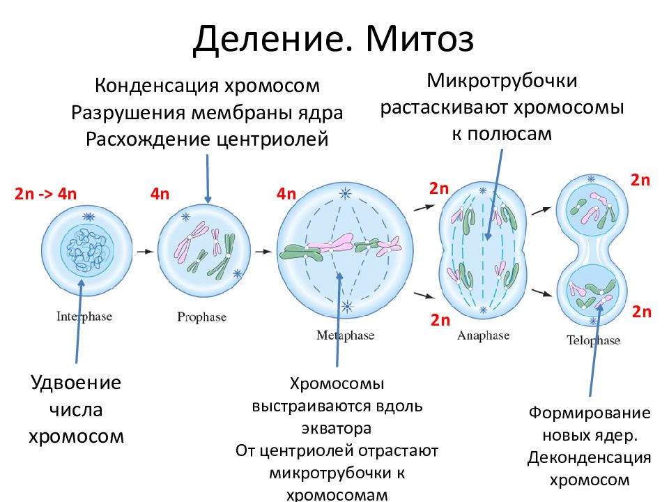 В соматических клетках после митоза