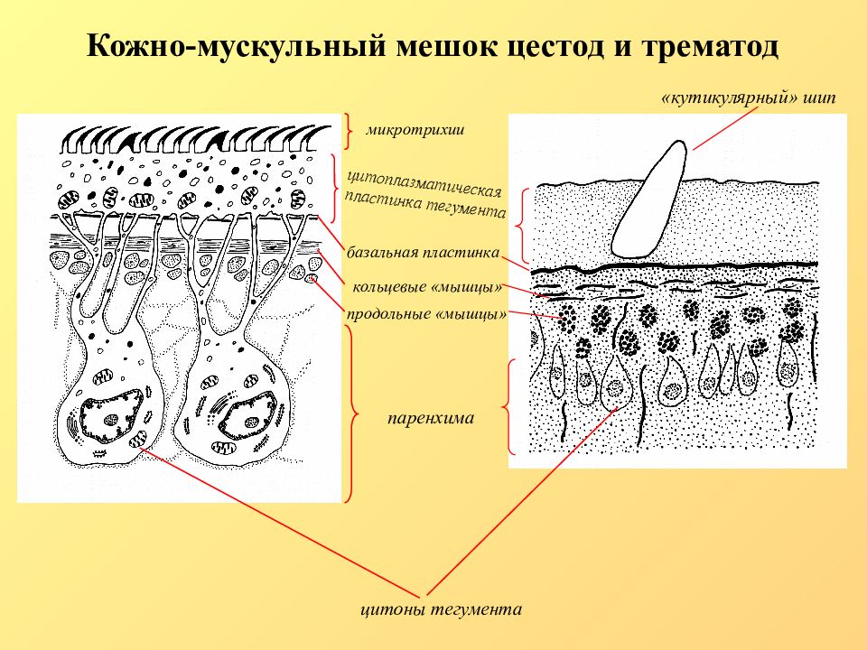 Кожно мускульный мешок у плоских червей. Кожно-мускульный мешок плоских червей тегумент. Строение ленточные черви тегумент. Тегумент ленточного червя строение. Строение тегумента цестод.