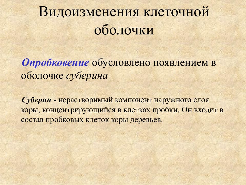 К образованию какой структуры приводит накопление суберина. Покровная ткань перидерма образована. Покровные ткани эпидерма перидерма корка. Вторичная покровная ткань перидерма. Покровная ткань эпидерма ризодерма перидерма.