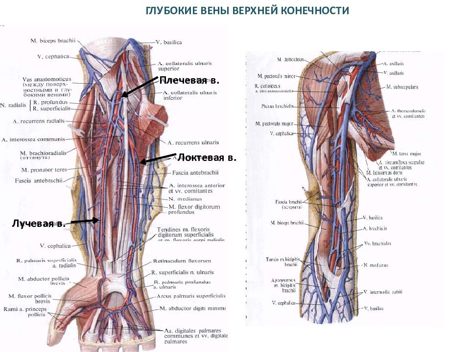 Кровеносная система верхних конечностей человека. Глубокие вены верхней конечности. Вены верхней конечности анатомия. Верхняя конечность Вена анатомия. Глубокая Вена верхней конечности.