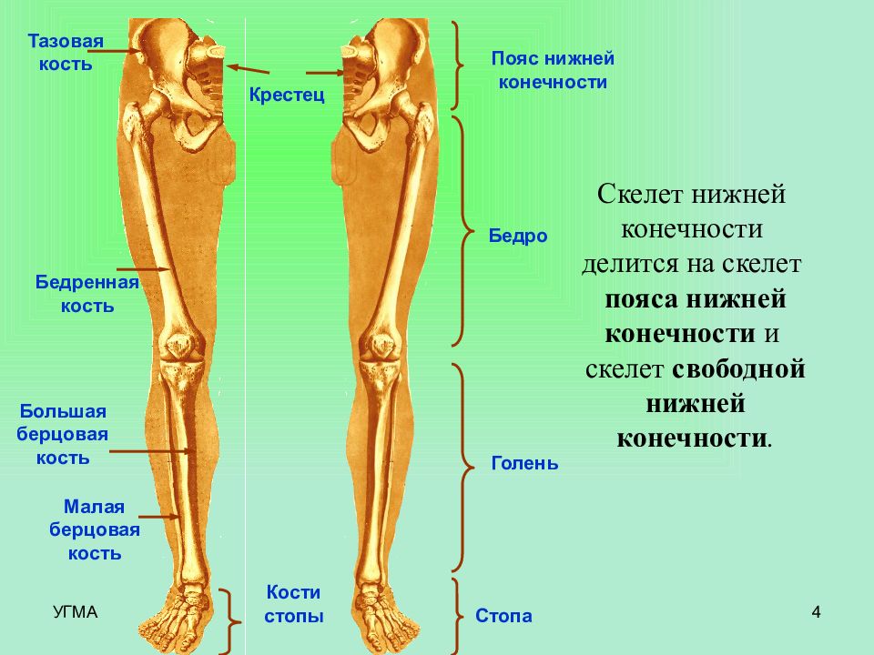 Состав ноги человека фото с описанием