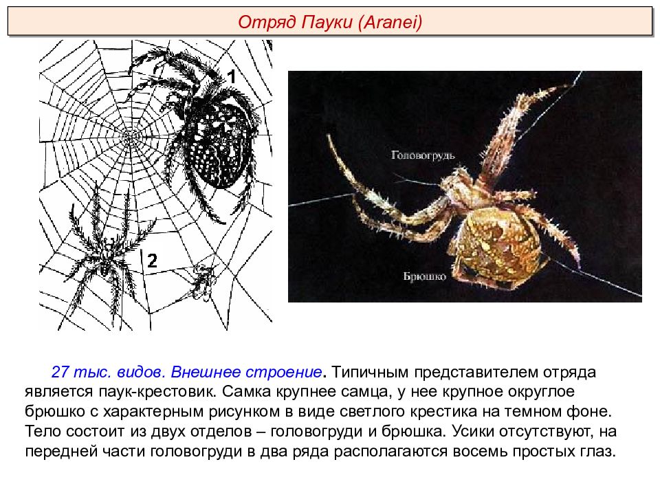 Отряды паукообразных. Паук крестовик царство. Паук крестовик самка строение. Паук-крестовик гермафродит. Паук крестовик усики.