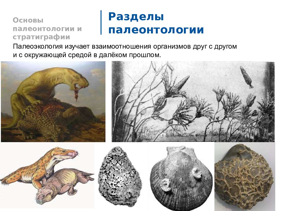 Практическая работа исследование ископаемых остатков вымерших животных