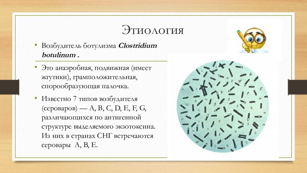 Ботулизм этиология клинико лабораторная диагностика лечение. Бактерия ботулизма строение. Бактерии клостридии ботулизма. Clostridium botulinum Тип дыхания. Ботулизма возбудитель Клостридум.