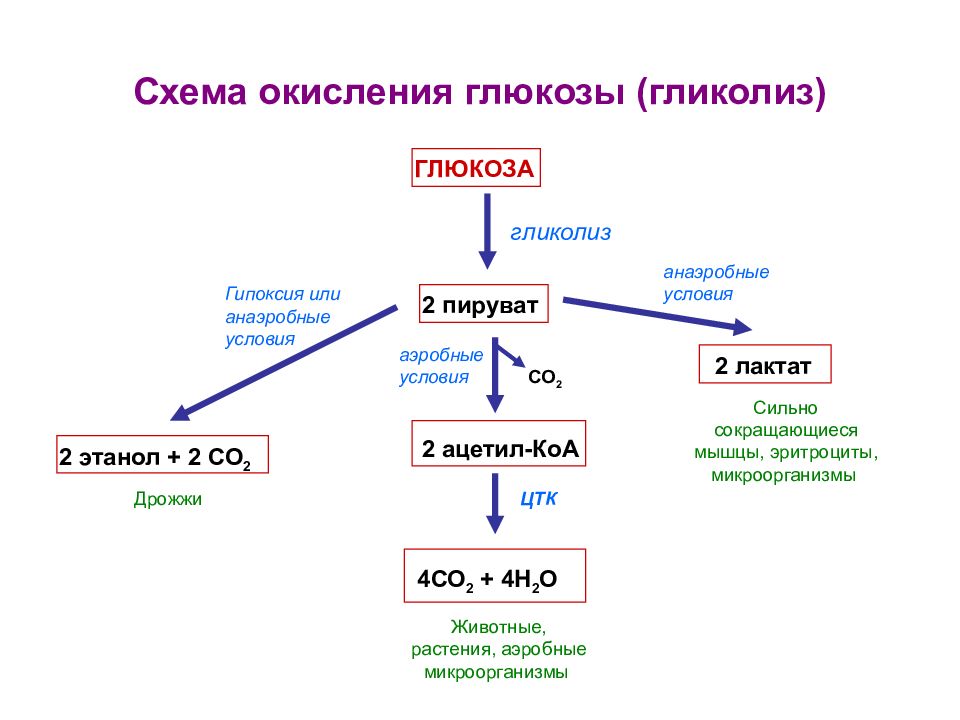 Продуктами окисления воды являются. Аэробный путь окисления Глюкозы. Схема дихотомического окисления Глюкозы. Схема анаэробного превращения Глюкозы. Общая схема процесса распада Глюкозы.
