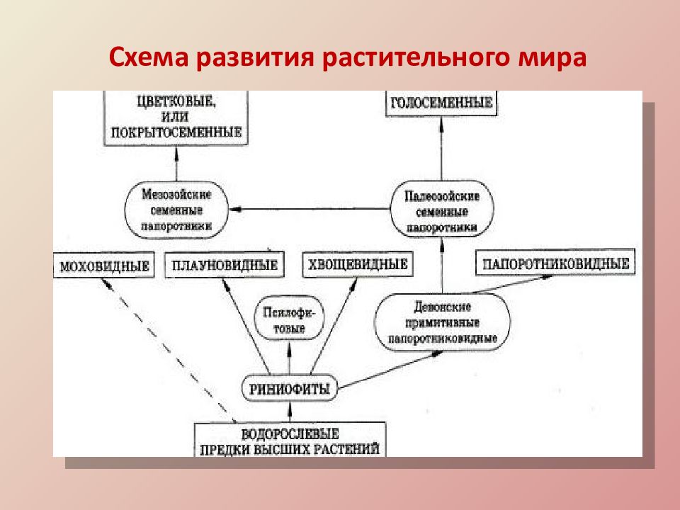 План эволюционного развития растений