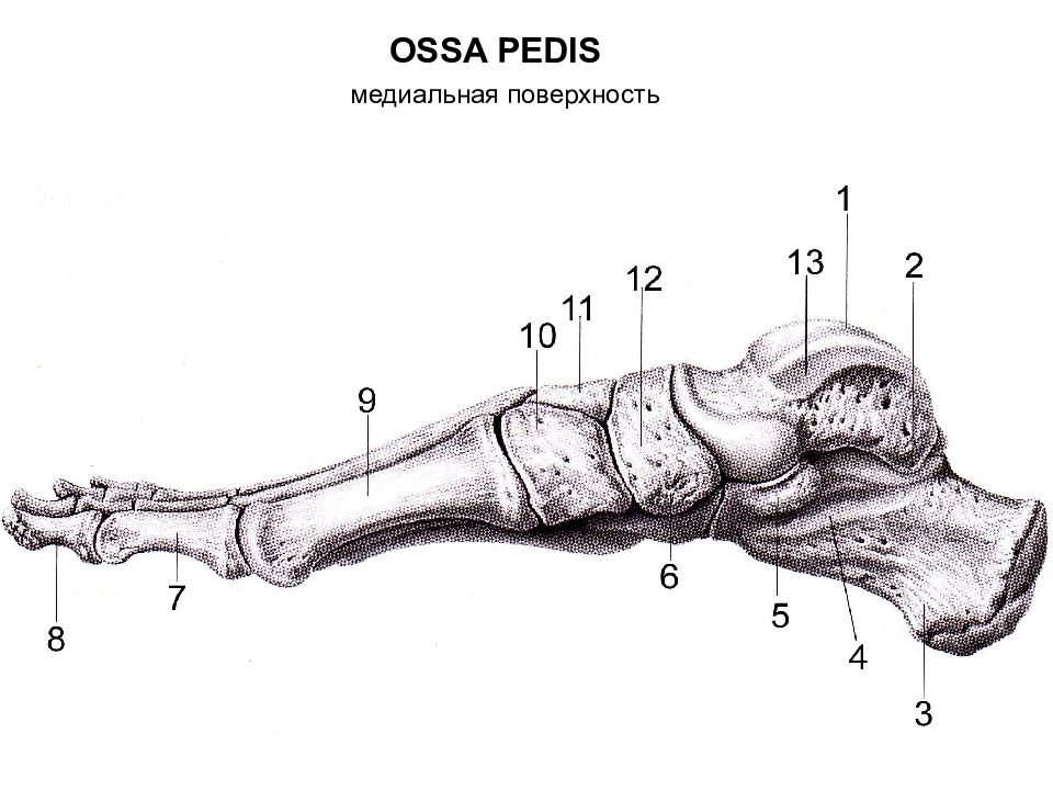 Кости ноги человека. Кости стопы (ossa pedis). Ossa pedis анатомия. Кости Нижний нижней конечности анатомия. Анатомия Нижнего конечности Костя.