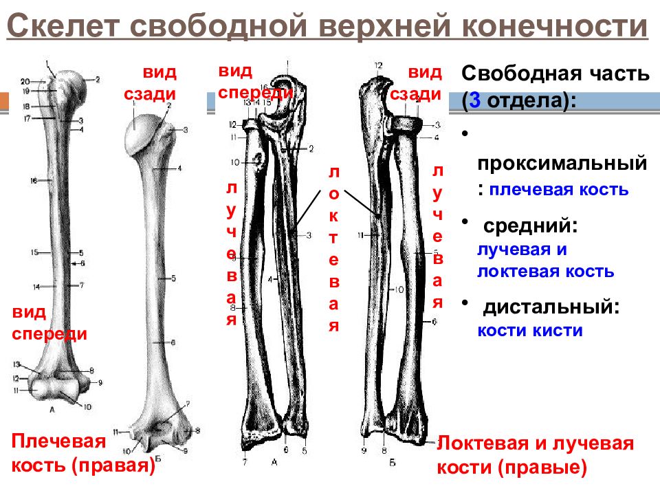 Скелет свободной верхней. Скелет свободной верхней конечности локтевая и лучевая. Скелет свободной верхней конечности плечевая кость. Скелет свободной верхней конечности лучевая кость. Свободная верхняя конечность плечевая кость.