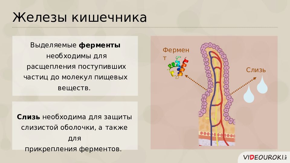 Железы кишечника. Железы кишечника функции. Строение желез кишечника. Кишечные железы функции.