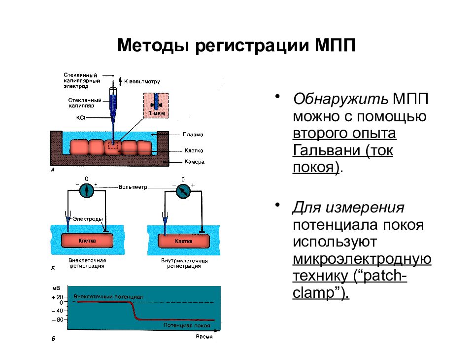 Способ обнаружить. Методы регистрации мембранного потенциала. Способы обнаружения мембранного потенциала покоя. Способы регистрации потенциала покоя. Мембранный потенциал покоя метод его регистрации.