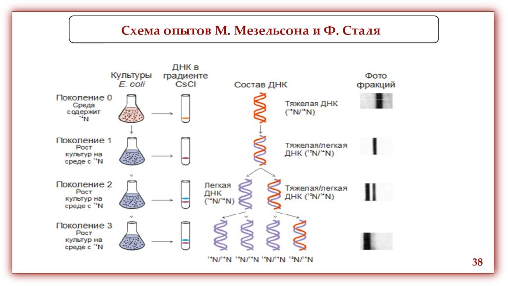 Доказательство днк. Опыты м. Мезельсона и ф. Сталя. Схема опытов Мезельсона и Сталя. Опыт Мезельсона и Сталя. Репликация ДНК эксперимент Мезельсона и Сталя.