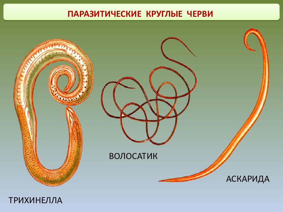 Круглые черви примеры названия. Круглые черви нематоды паразиты. Паразитические черви трихинелла волосатик аскарида. Круглые черви нематоды аскарида. Нематоды - Первичнополостные черви.