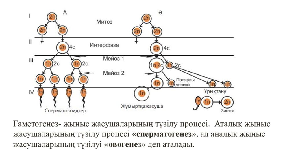 Гаметогенез. Адам гаметогенезінің сатылары. Сперматогенез бен оогенезді