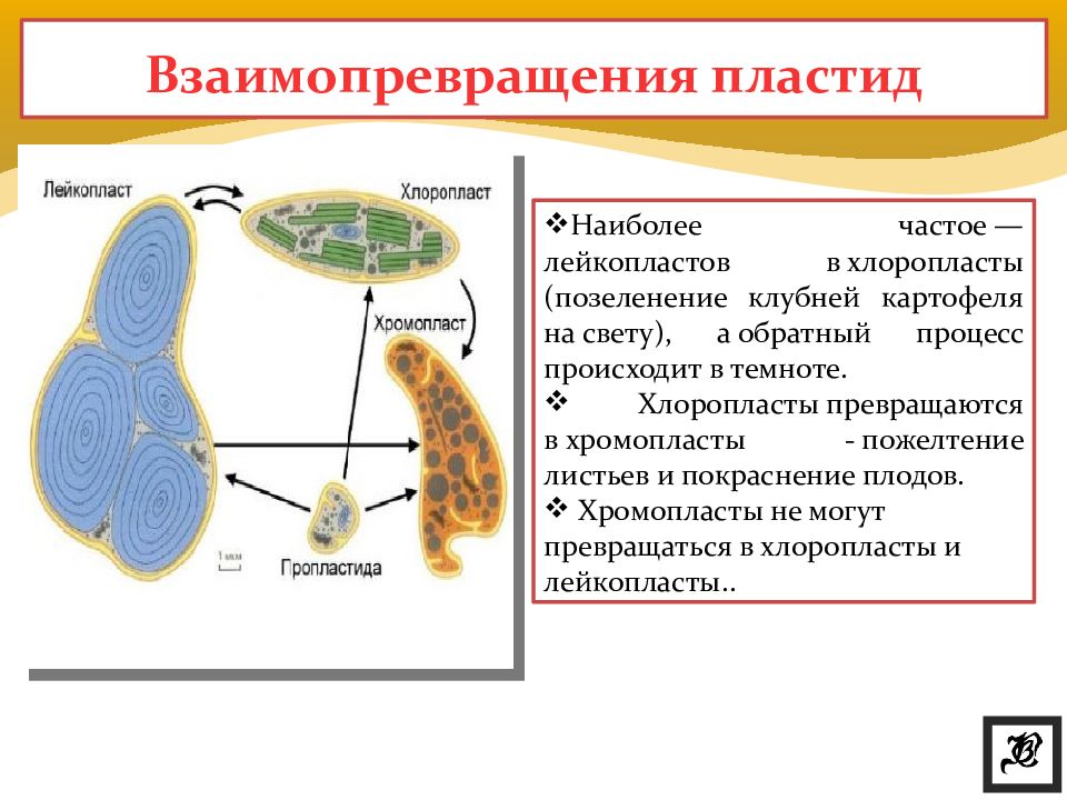 Рассмотрите клетку изображенную на рисунке и напишите какой цифрой обозначены пластиды