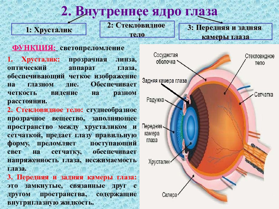 Соответствие между функциями глаза и оболочкой